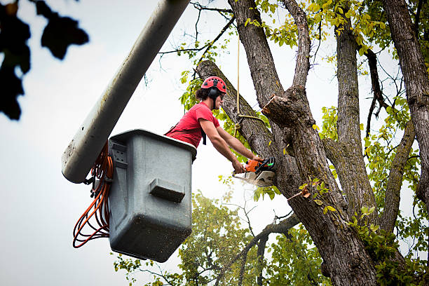 Best Stump Grinding and Removal  in Crystal Lake, FL